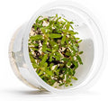 SubstrateSource Live Plants - Nesaea pedicellata 'Golden' - Moderate to High Light, Bright Green to Gold Accent, Upright Stem Plant, Midground to Background - Tissue Culture, 1 Pack