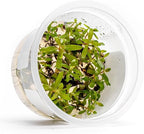 SubstrateSource Live Plants - Nesaea pedicellata 'Golden' - Moderate to High Light, Bright Green to Gold Accent, Upright Stem Plant, Midground to Background - Tissue Culture, 1 Pack
