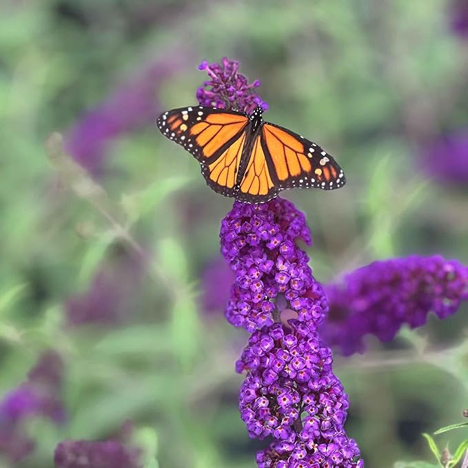 Perfect Plants Butterfly Candy Li'l Grape Butterfly Bush in 1 Gallon Grower's Pot | Live Flowering Shrub with Purple Blooms for Outdoor & Containers | Compact | Attracts Pollinators | Zones 5-10