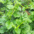Premium Malabar Spinach Seeds - 100 Heirloom, Non-GMO Seeds for Planting – Easy-to-Grow Climbing Vegetable, Fast Growing Summer Green for Garden or Patio