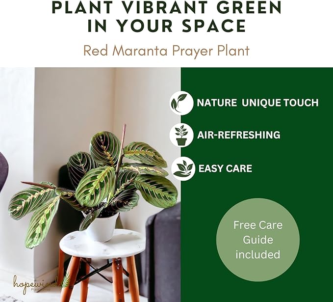 Red Prayer Plant, Red Maranta, Gorgeous Live Indoor Plant, Easy to Care and Rare Variety 4 inch Pot