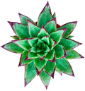Sprout N Green Echeveria agavoides 'Lipstick', Live Succulent Fully Rooted in 4 inch Starter Pot, House Plant for Indoor Outdoor Home Office Wedding Decoration Party Favor