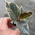 Ficus Tineke Live Plant | Variegated Rubber House Plants Cuttings | Rare Indoor Houseplants | Tropical Houseplant | Outdoor Garden Gifts