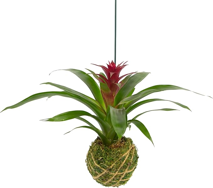 Better-GRO Bromeliad Hanging Kokedama – Indoor/Outdoor Decorative Planter, Low Maintenance Houseplant, Unique Home Decor - 12” Tall