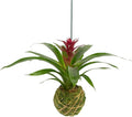 Better-GRO Bromeliad Hanging Kokedama – Indoor/Outdoor Decorative Planter, Low Maintenance Houseplant, Unique Home Decor - 12” Tall