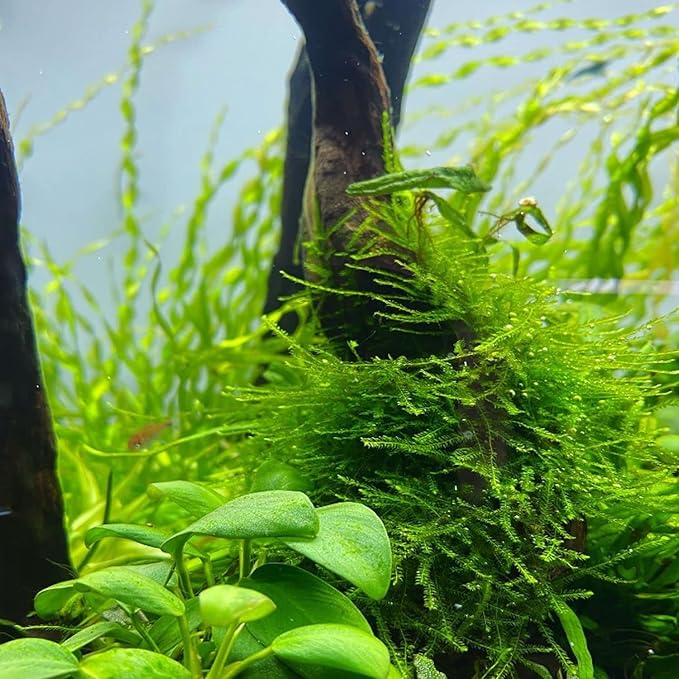 Java Moss Vesicularia Dubyana Mats US Grow Live Aquarium Plant Tropical Freshwater Decorations BUY2GET1FREE