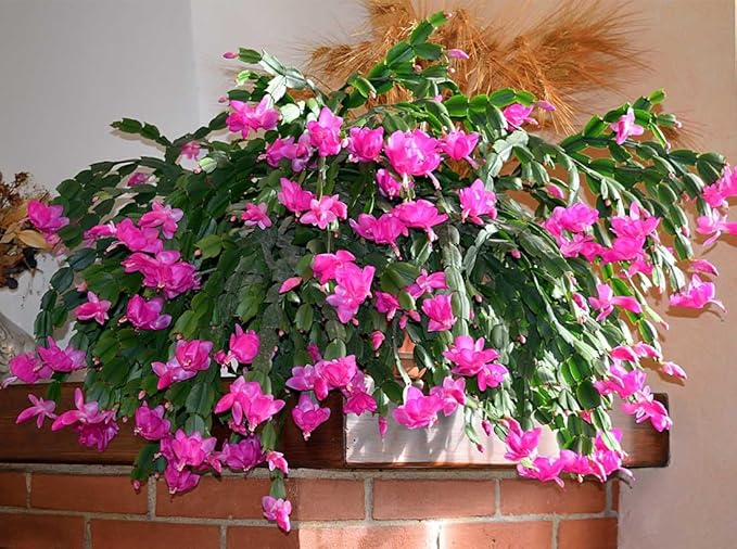American Plant Exchange Christmas Cactus Plant, Live Flowering Indoor Houseplant, 8-Inch Pot, Hanging Basket, Easy to Care, Pet Safe, Assorted Colors Growers Choice