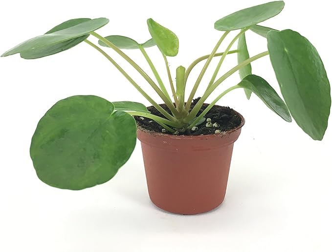 Set of 2 Pilea peperomioides Plants (2" Pot) (Chinese Money Plant/Pancake Plant/UFO Plant)