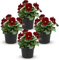 Live Healthy Flowering Pansies - Red Blotch (4 Plants Per Pack), Beautiful Winter Color, 6" Tall by 4" Wide in 1 Pint Square Pot