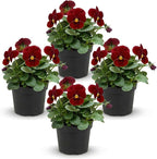 Live Healthy Flowering Pansies - Red Blotch (4 Plants Per Pack), Beautiful Winter Color, 6" Tall by 4" Wide in 1 Pint Square Pot
