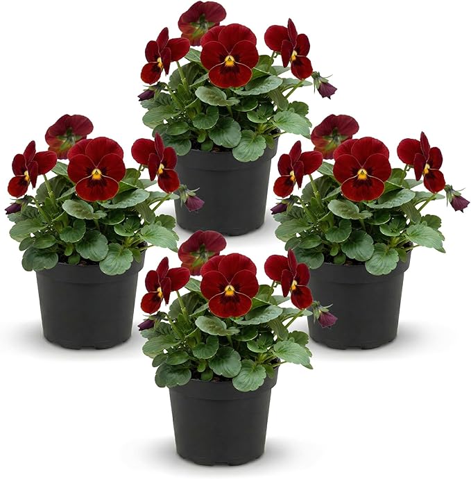Live Healthy Flowering Pansies - Red Blotch (4 Plants Per Pack), Beautiful Winter Color, 6" Tall by 4" Wide in 1 Pint Square Pot