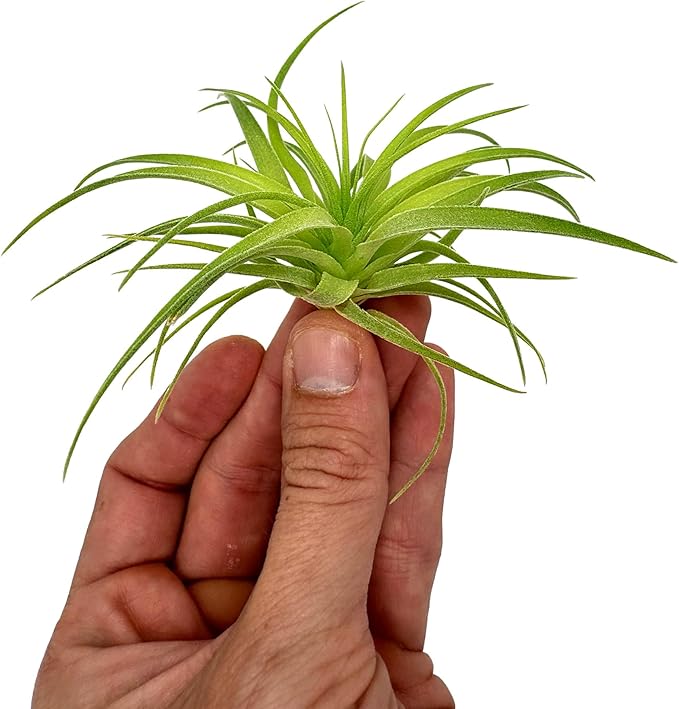 Live Air Plants - Tillandsia Geminiflora 3-6" - 1ct – ragnaroc Live Indoor Plant - Live Arrival Guaranteed - House Plants for Home Decor & Gift