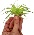 Live Air Plants - Tillandsia Geminiflora 3-6" - 1ct – ragnaroc Live Indoor Plant - Live Arrival Guaranteed - House Plants for Home Decor & Gift