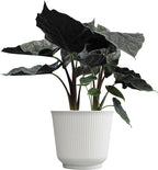 Alocasia Antoro Velvet, Unique Live Houseplant in 6" White Pot, Easy Live Gift, Elephant Ear, Houseplants for Desk Decorations, Real Botanical, Air Purifying Tropicals by Plants for Pets