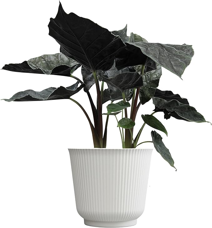 Alocasia Antoro Velvet, Unique Live Houseplant in 6" White Pot, Easy Live Gift, Elephant Ear, Houseplants for Desk Decorations, Real Botanical, Air Purifying Tropicals by Plants for Pets