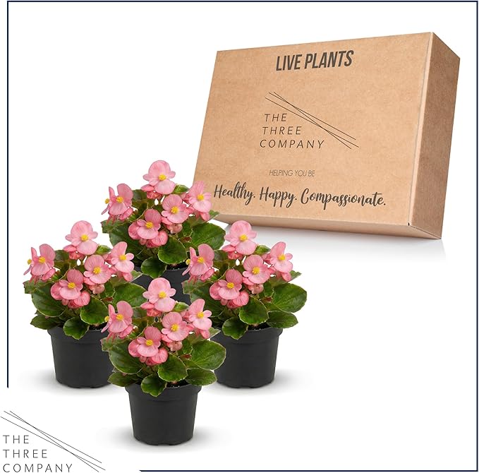 Live Begonia - Green Leaf Ambassador Pink (4 Per Pack), Beautiful Shade Annual, Ships 8" Tall by 4" Wide in 1 Pt Pot