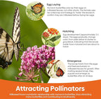 Groundio Milkweed Seeds for Planting, Attract Monarch Butterflies & Pollinators, 5 Individual Packs Flower Seeds -Tropical, Butterfly, Common, Showy, Pink Swamp, Non-GMO Perennial Wildflower Seeds