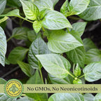 Clovers Garden Gypsy Sweet Pepper Plants– Two (2) Live Plants – Non-GMO - Not Seeds - Each 4" to 8" Tall – in 4" Inch Pots - Sweet Elongated Shape, Large Fruits