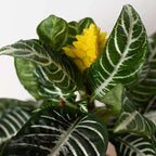 Zebra Aphelandra Live Plant for Indoor | Different Houseplants in 4'' & 6'' Pot | Real House Plant for Living Room, Office, Desk & Bathroom | Zebra Plant | Aphelandra squarrosa