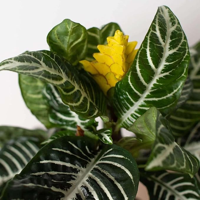 Zebra Aphelandra Live Plant for Indoor | Different Houseplants in 4'' & 6'' Pot | Real House Plant for Living Room, Office, Desk & Bathroom | Zebra Plant | Aphelandra squarrosa