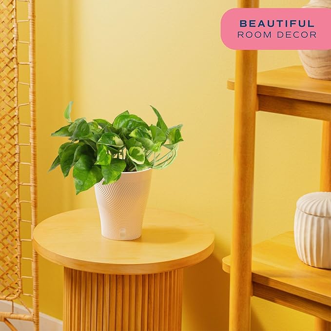 Costa Farms Lemon Meringue Pothos Live Plant in Self Watering Pot, Indoor Houseplant, Perfect for Home, Room, or Office Decor, Great House Warming or Birthday Gift, 10-12 Inches Tall