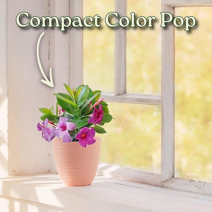 Bluephoria Dipladenia Bush Live Plant, Blue Purple Tropical Flowering Patio Plant, 1 Gallon Pot, 14 Inch Tall Plant, Compact Bush Dipladenia for Outdoor Containers, Garden Beds, Zones 9–11