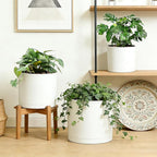 Large Plant Pots Set of 3 – 8", 9", 10" Indoor Flower Pots with Drainage Holes and Saucers, Big Planters for Monstera, Fiddle Leaf Fig, Snake Plant – 5 Colors