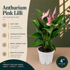 Anthurium Pink Lilli Live Plant, Flowering Indoor Plant, Pink Anthurium Lily Plant, Tropical House Plant Live, Indoor Plants Live Houseplants, Live Plant for Home Decor