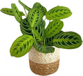 Live Plant, Lemon Lime Maranta Prayer Plant, Pet Friendly, Air Purifying Plant, Easy Care, Easy to Grow Live Indoor Plant, Houseplant, Rare Indoor Plant, Home Décor Pot (Jute Brown Assorted)