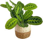 Live Plant, Lemon Lime Maranta Prayer Plant, Pet Friendly, Air Purifying Plant, Easy Care, Easy to Grow Live Indoor Plant, Houseplant, Rare Indoor Plant, Home Décor Pot (Jute Brown Assorted)