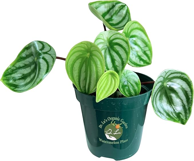 Dr. Lu’s Organic Watermelon Peperomia | Rare Peperomia Live Plant | Rooted Cute Watermelon Plant for Air Purifying | Easy Grow PeperomiaArgyreia in 4'' Nursery Pot
