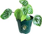 Dr. Lu’s Organic Watermelon Peperomia | Rare Peperomia Live Plant | Rooted Cute Watermelon Plant for Air Purifying | Easy Grow PeperomiaArgyreia in 4'' Nursery Pot