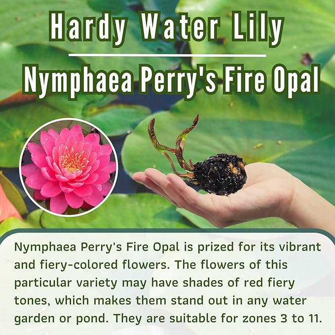 Mainam Mixed Colorful Hardy Water Lily Tuber Live Aquarium Plant for Freshwater Fish Pond Balcony Buy 2 GET Fertilizer Free (Red Nymphaea Perry's Fire Opal)