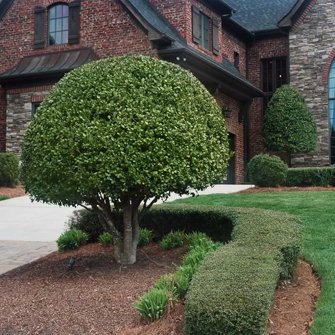 Brighter Blooms - Nellie Stevens Holly Shrub, 1 Gallon - No Shipping to AK, AZ, HI, OR