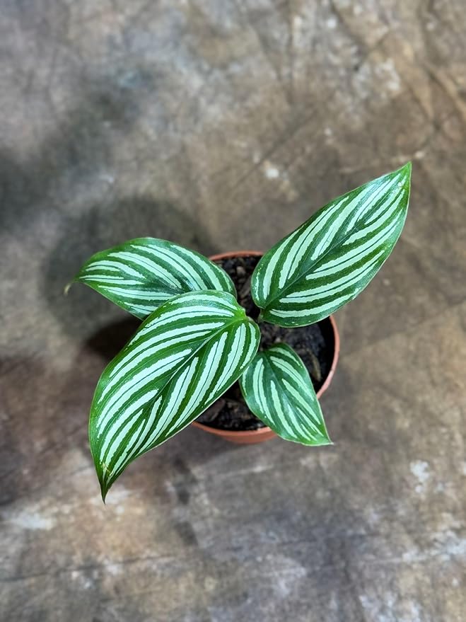 PLANTVERS Live Calathea Plant in 2" Grow Pot – Easy Care & Low Maintenance Tropical Houseplant – Air Purifying Indoor Plant for Low Light & Home Décor (Calathea 'Vittata')