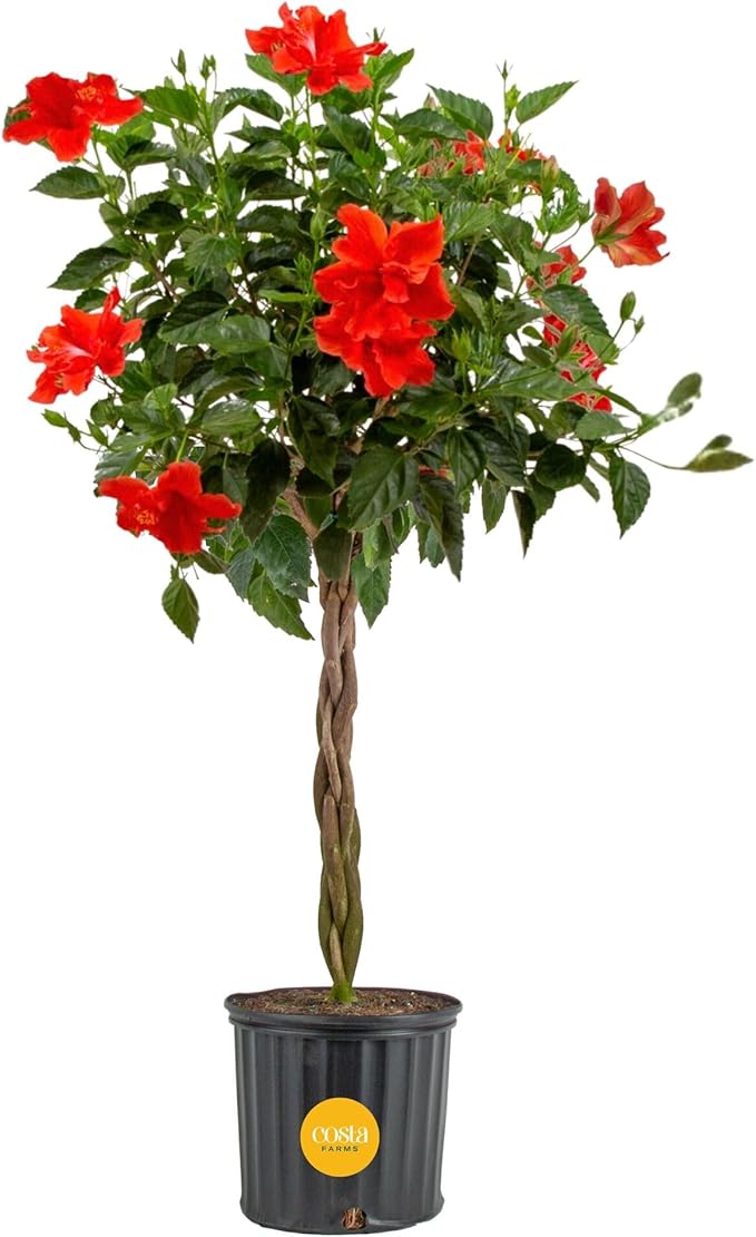 Costa Farms Hibiscus Braided Live Plant - 4-5 ft. Tall - Flowering Houseplant - Indoor or Outdoor Garden Plant, Vibrant Blooms, Grower's Choice