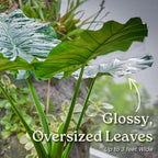 Tropical Plants of Florida Alocasia Borneo Giant Live Plant 3 Gallon 10 Inch Nursery Pot, 36 to 44 Inch Tall Elephant Ear Plant, Large Tropical Indoor Outdoor Foliage