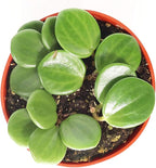 Peperomia Hope - 4'' from California Tropicals