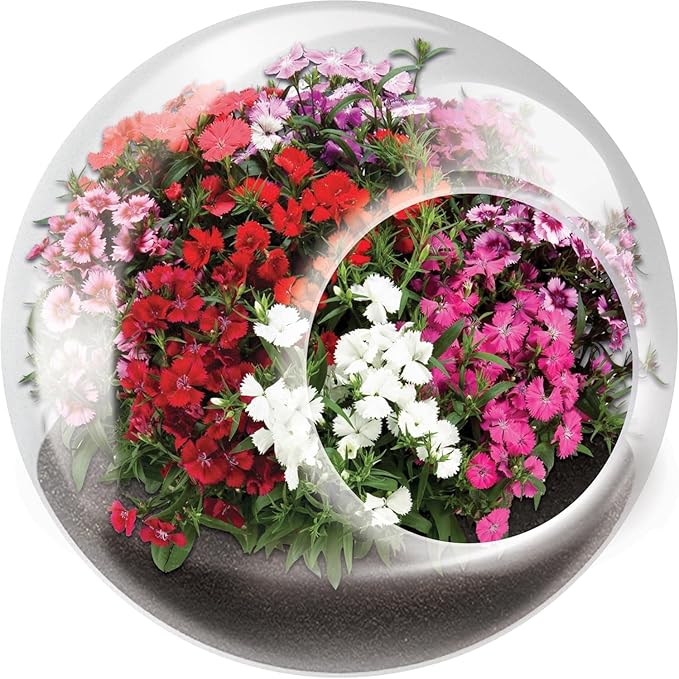 Unique Gardener Tiny Terrarium Plant Seeds 6 Variety Pack, DIY Indoor Succulents and Live Plants for Home or Garden Planting, Assorted Flowering Pack