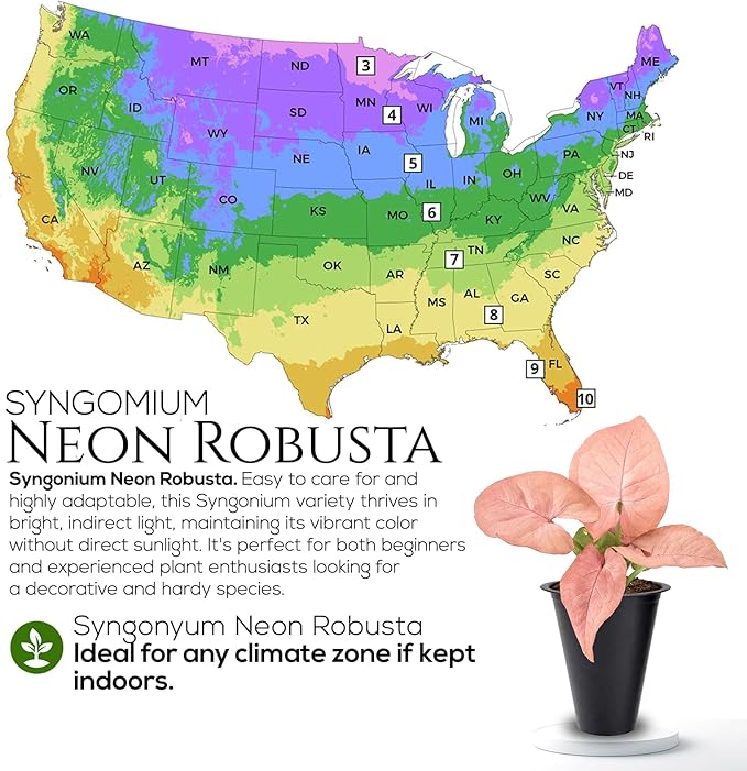 Syngonium Plant Collection (4 Pack) Live Starter Plants, Batik, Holly M, Milk Confetti, Neon Robusta, Rare Indoor Houseplants, Easy Care Arrowhead Vine Plants Live