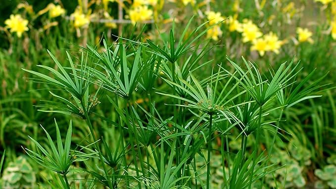 Dwarf Papyrus Plant | 10 Live Plants | Cyperus Shade & Wet Tolerant Aquatic Foliage