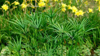 Dwarf Papyrus Plant | 10 Live Plants | Cyperus Shade & Wet Tolerant Aquatic Foliage