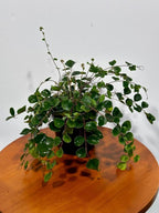 PLANTVERS Live Fern Plant in a 4" Nursey Pot | Low Maintenance Indoor Houseplant | Tropical Air Purifying Green Foliage for Home & Office Decor | Easy-Care Indoor Plant (Button Fern)