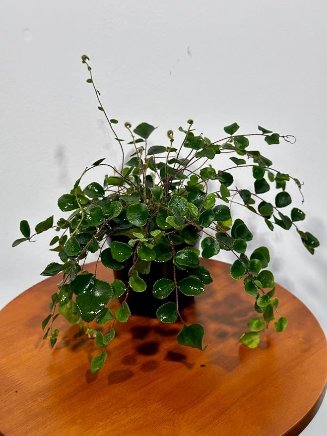 PLANTVERS Live Fern Plant in a 4" Nursey Pot | Low Maintenance Indoor Houseplant | Tropical Air Purifying Green Foliage for Home & Office Decor | Easy-Care Indoor Plant (Button Fern)