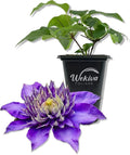 Clematis Multi Blue - Live Starter Plant in a 2 Inch Growers Pot - Starter Plants Ready for The Garden - Rare Clematis for Collectors