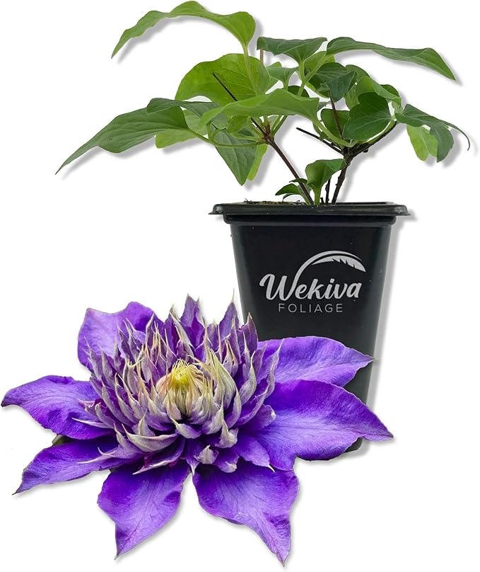 Clematis Multi Blue - Live Starter Plant in a 2 Inch Growers Pot - Starter Plants Ready for The Garden - Rare Clematis for Collectors