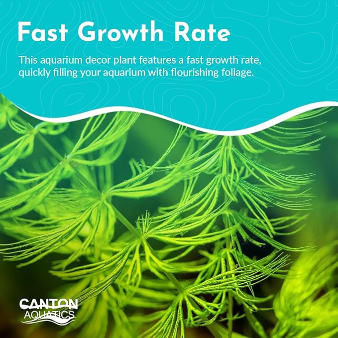 Beginner's 10-Pack Aquarium Live Plants Bundle - Ideal for Freshwater Tanks - Easy Care, Low Maintenance, & Vibrant Greenery for a Thriving Aquatic Habitat - 30 Plant Bundle