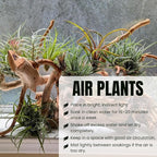 Pack 20 Mixed Ionantha Air Plants, Live Tillandsia, Bulk Airplants, Easy Care Houseplants for Indoor and Outdoor Planting