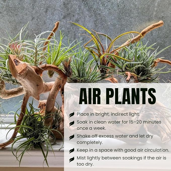 Pack 20 Mixed Ionantha Air Plants, Live Tillandsia, Bulk Airplants, Easy Care Houseplants for Indoor and Outdoor Planting