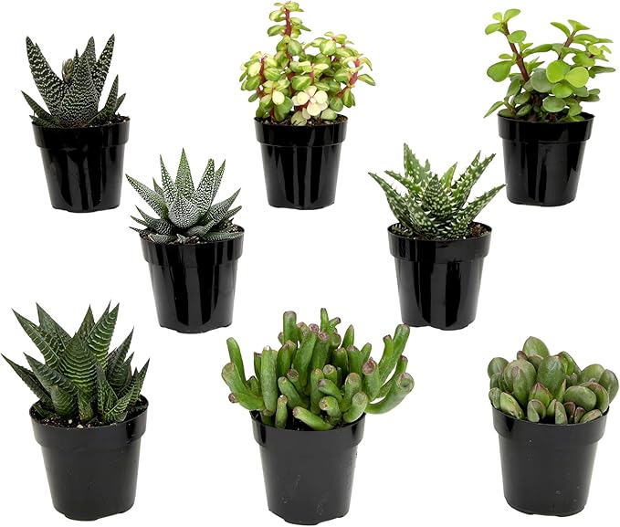 Altman Plants, Assorted Succulents Plants Live Houseplants (8PK), Succulent Plants Home Office Plants Live Indoor Plants, Live Plants Indoor House Plants, Easy Care Plants, Desk Plants, Kitchen Plants